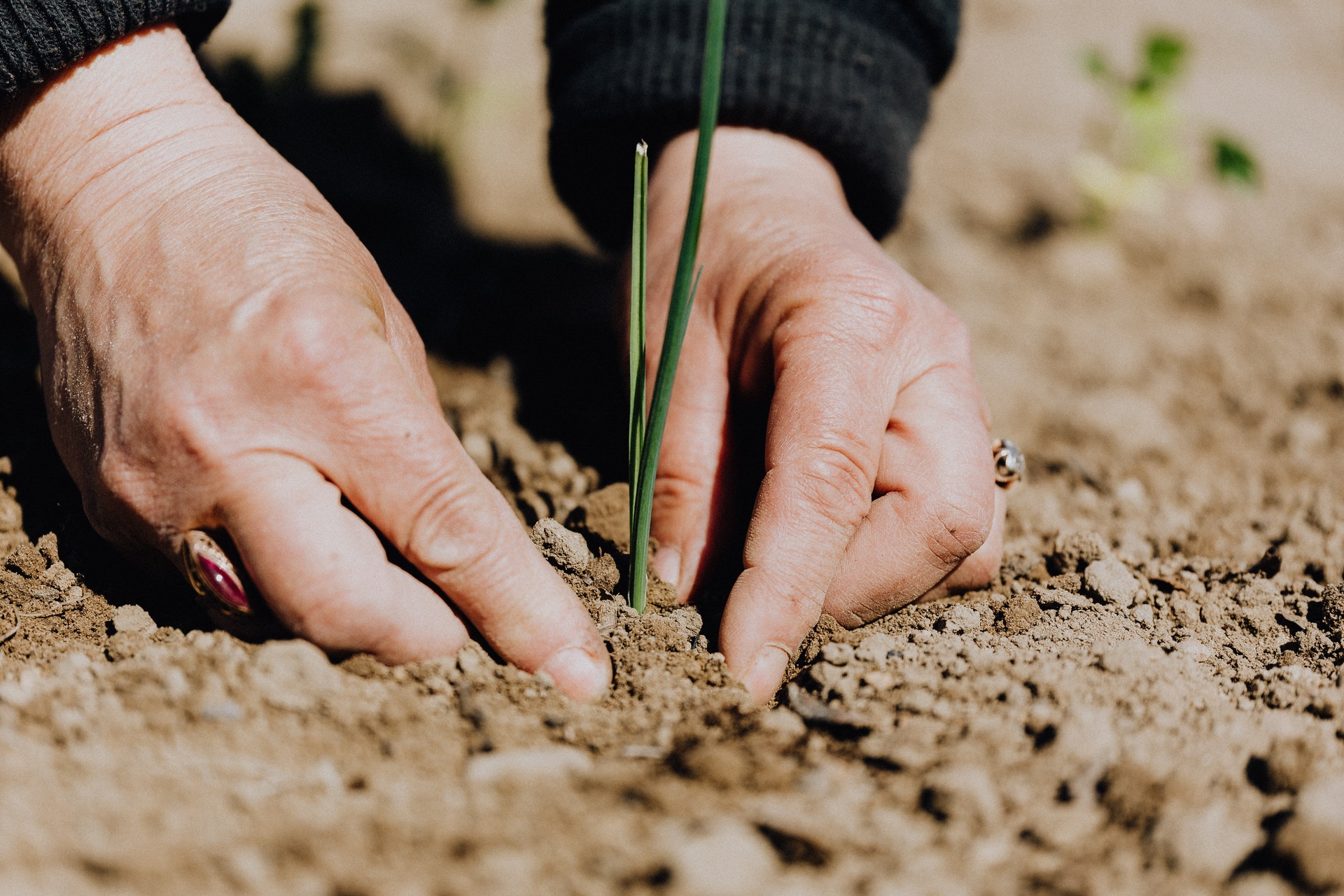 Sowing Life Giving Seeds Bishop Galea Curmi Archdiocese Of Malta